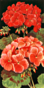 Geranium Clipart