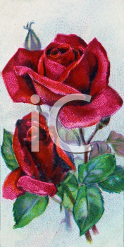 Rose Clipart