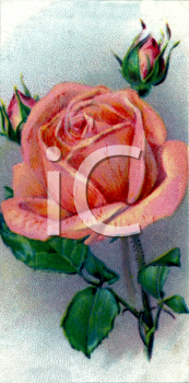 Rose Clipart