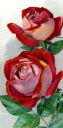 Rose Clipart