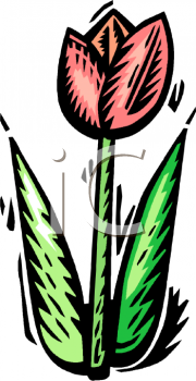 Tulip Clipart