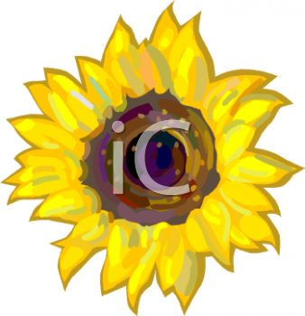 Sunflower Clipart