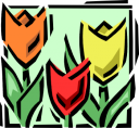 Tulip Clipart