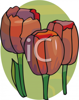 Tulip Clipart