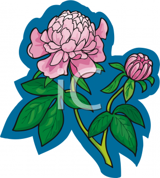 Peony Clipart