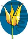 Tulip Clipart