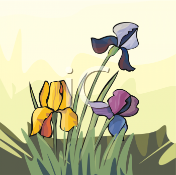 Iris Clipart