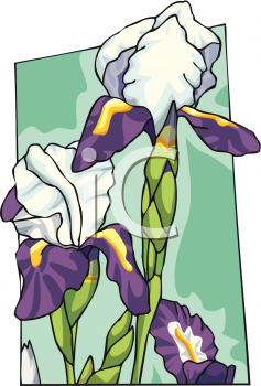 Iris Clipart