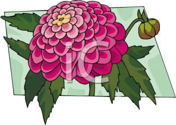 Peony Clipart