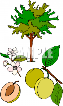 Peach Clipart