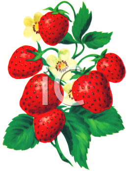 Strawberry Clipart