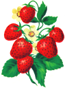 Strawberry Clipart