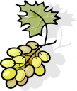 Grape Clipart