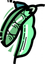 Peas Clipart