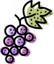 Grape Clipart