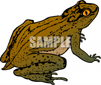 Frog Clipart