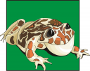 Frog Clipart
