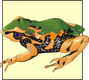 Frog Clipart