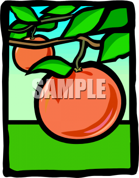 Orange Clipart