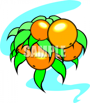 Orange Clipart