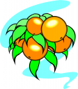 Orange Clipart