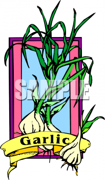 Garlic Clipart