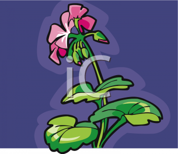 Geranium Clipart