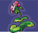 Geranium Clipart