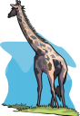 Giraffe Clipart