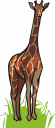 Giraffe Clipart