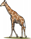 Giraffe Clipart