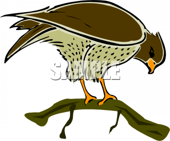 Eagle Clipart