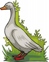 Duck Clipart