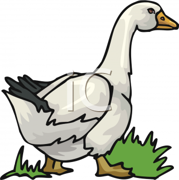 Swan Clipart