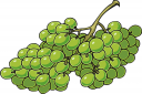 Grape Clipart