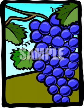 Grape Clipart