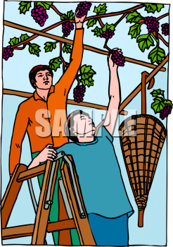 Produce Clipart