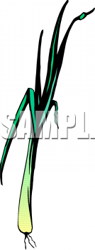 Grass Clipart