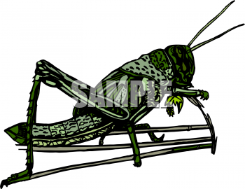 Bug Clipart