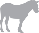 Horse Clipart