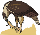 Eagle Clipart