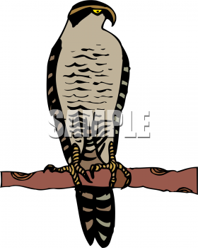 Eagle Clipart