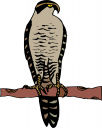 Eagle Clipart