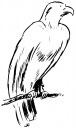 Eagle Clipart