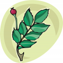 Rose Clipart