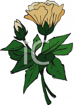 Hibiscus Clipart