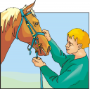 Horse Clipart