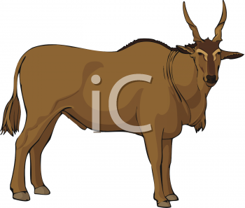 Cow Clipart