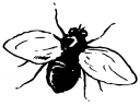 Bug Clipart