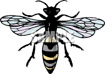 Bug Clipart